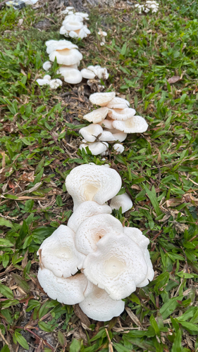 Lentinus squarrosulus