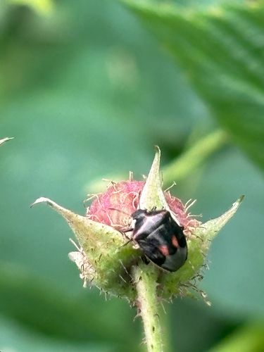Twice-stabbed Stink Bug