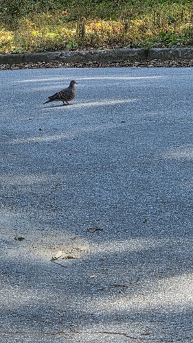 Oriental Turtle-Dove