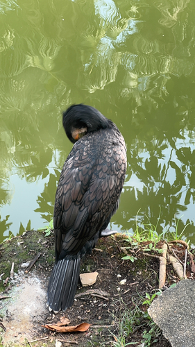 Great Cormorant