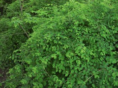 Symphoricarpos × chenaultii