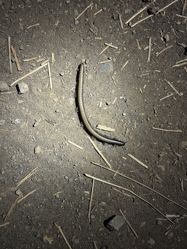 iNaturalist observation photo of Yosemite Millipede