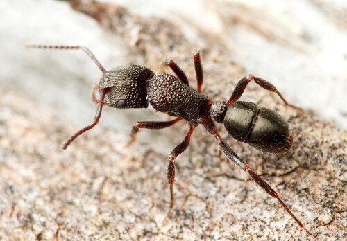 Rhytidoponera tasmaniensis