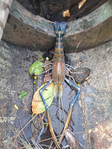 Giant river prawn