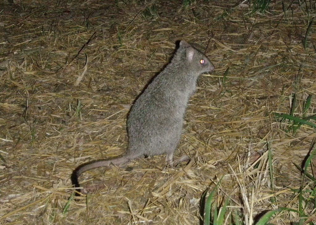 Northern Bettong