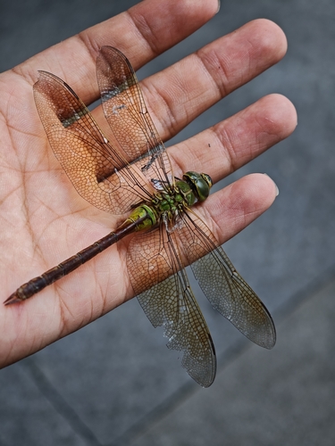 Oriental Lesser Emperor