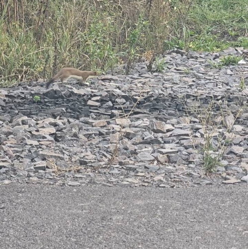 Eurasian Stoat