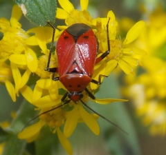 Neocapsus