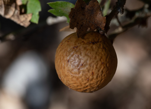 Oak Marble Gall Wasp