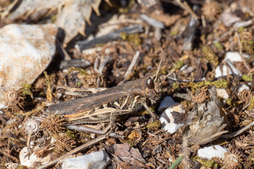 Common Field Grasshopper