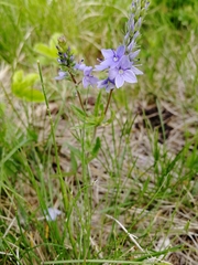 Veronica austriaca
