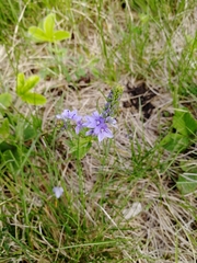 Veronica austriaca