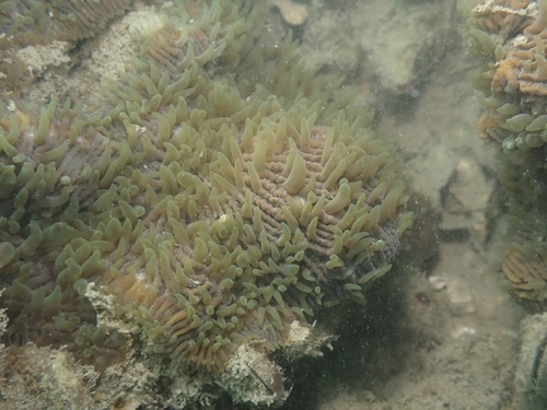 Lithophyllon undulatum observed 2026-09-15
