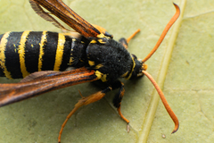 Paranthrene tabaniformis synagriformis