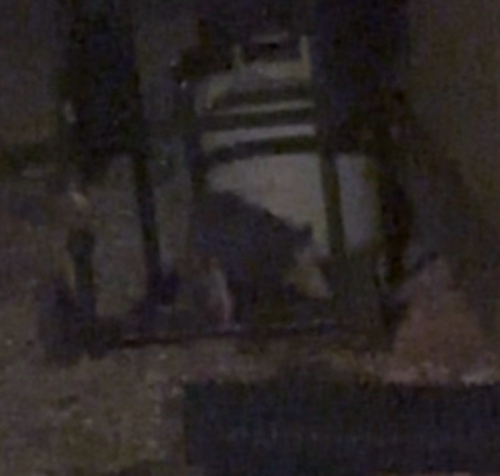 Virginia Opossum