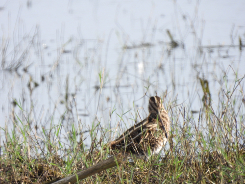 Common Snipe