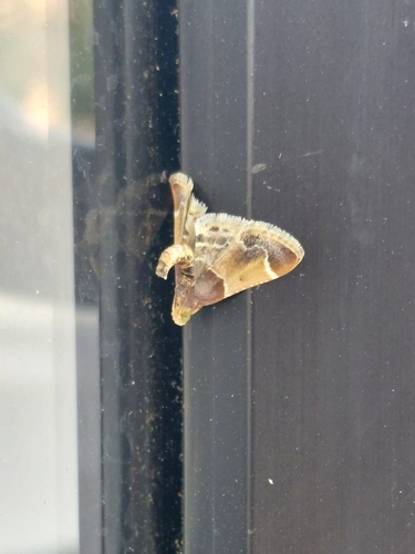 Meal moth