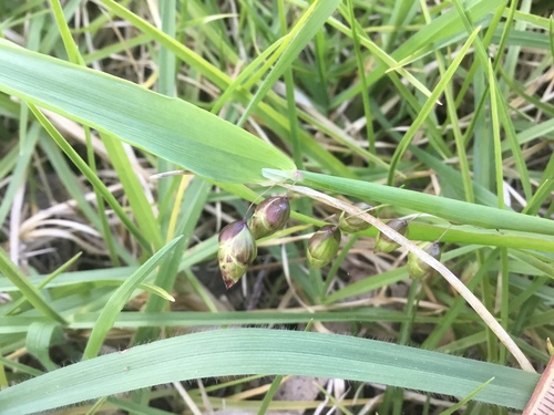 Greater Quaking Grass