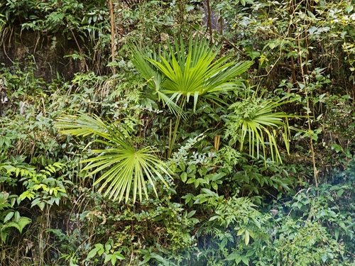 Chusan Palm