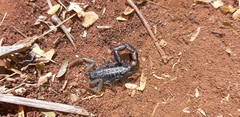 Uroplectes flavoviridis
