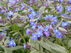 Anchusa pusilla