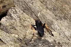 Ichneumon centrator