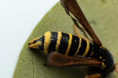 Paranthrene tabaniformis synagriformis