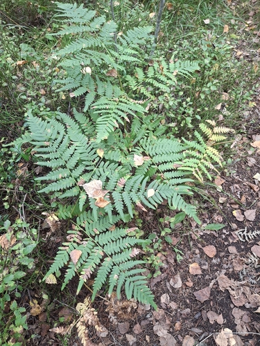 pinewood bracken