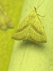 Macrochilo hypocritalis