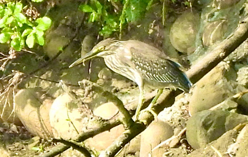 Little Heron