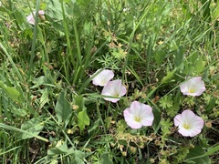 Convolvulus arvensis