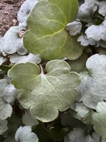Ivy-leaved toadflax
