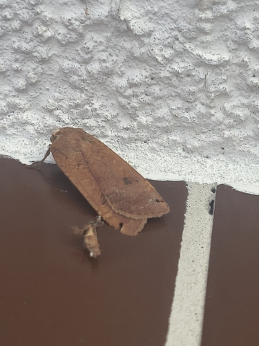 Large Yellow Underwing