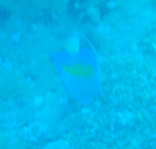 Halfmoon Angelfish — seen at this dive site