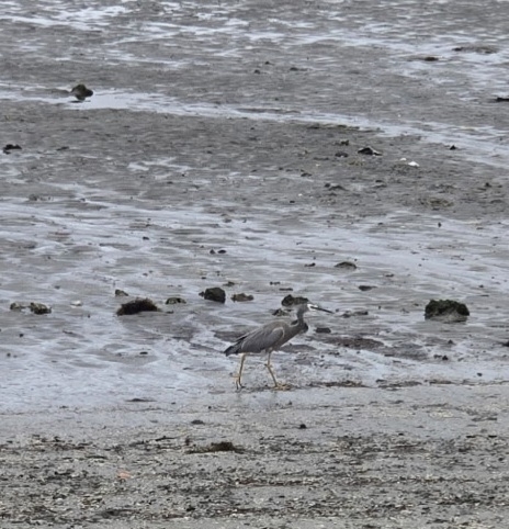 White-faced Heron