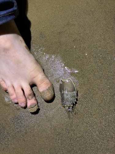 Spiny Mole Crab