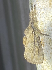 Peridea basitriens