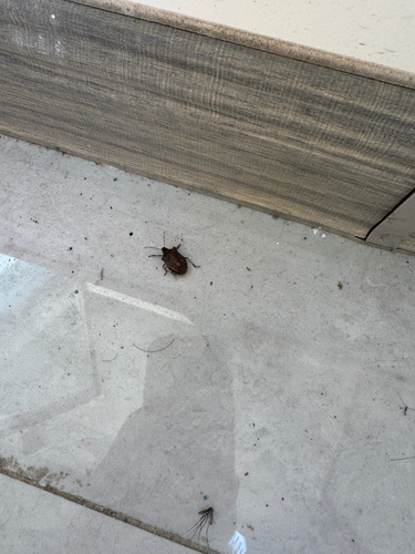 Brown Marmorated Stink Bug