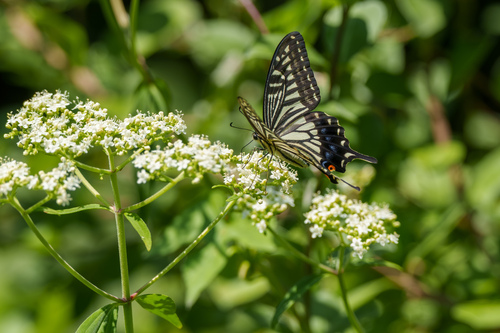 Chinese Yellow Swallowtail