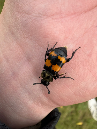 Tomentose Burying Beetle