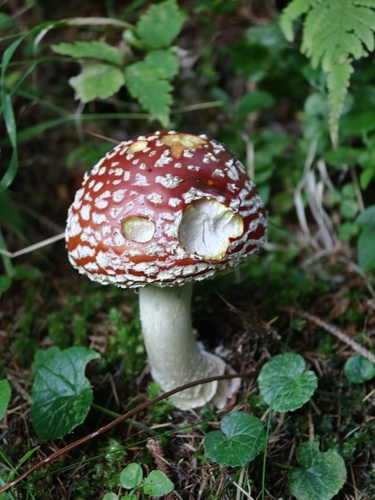 Fly Agaric