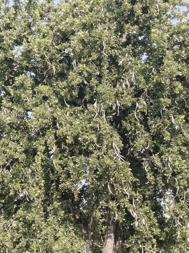 Dolichandrone falcata, photograph 3