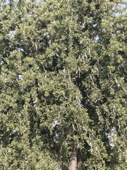 Dolichandrone falcata, photograph (c) P Jeganathan, some rights reserved (CC BY)