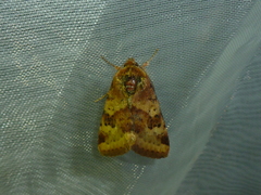 Heliothis viriplaca