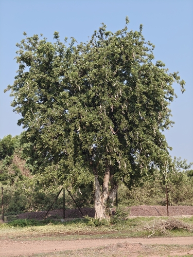 Dolichandrone falcata, photograph 4