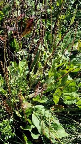 Plantago cornuti, photograph 5
