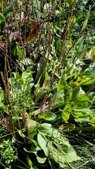 Plantago cornuti, photograph (c) Анна Митрошенкова, some rights reserved (CC BY)