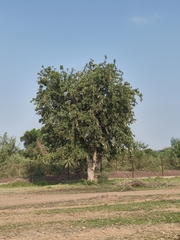 Dolichandrone falcata, photograph (c) P Jeganathan, some rights reserved (CC BY)