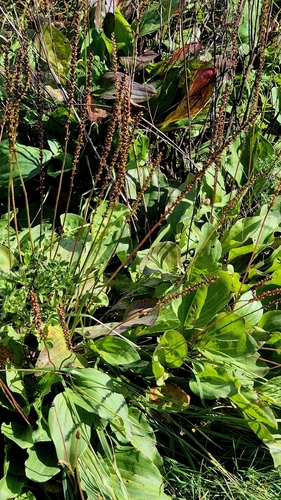 Plantago cornuti, photograph 6