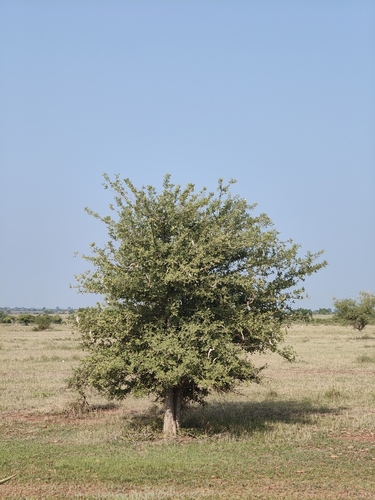 Dolichandrone falcata
